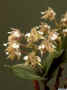 Dendrobium_finisterraeASIMG_0554.JPG (113378 bytes)