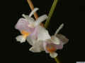 Dendrobium_setifoliumAS_MG_0750.JPG (80513 bytes)