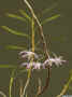 Dendrobium_hercoglossumAS_IMG_0418.jpg (98521 bytes)