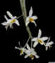 Dendrobium_heterocarpumED_ESCN4464.jpg (322464 bytes)