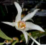 Dendrobium_lacteumED_DSCN8629.JPG (113022 bytes)