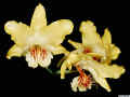 Dendrobium_lowii_po.jpg (119047 bytes)