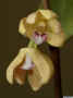 Dendrobium_neuroglossumAS_MG_1353.JPG (95325 bytes)
