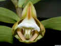 Dendrobium_olivaceumED_ESCN0962.jpg (102276 bytes)