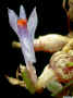 Dendrobium_parvulumED_ESCN7579.jpg (368656 bytes)