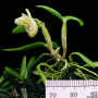 Dendrobium_procumbens_po_a.jpg (109436 bytes)