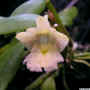 Dendrobium_procumbens_po_c.jpg (85936 bytes)