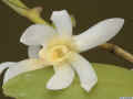 Dendrobium_pruinosum_AS_MG_5463.jpg (99734 bytes)