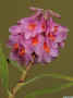 Dendrobium_pseudoglomeratumAS_MG_1585.JPG (115897 bytes)