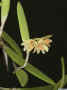 Dendrobium_rigidumAS_MG_1299.JPG (88232 bytes)