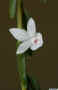 Dendrobium_spAS_MG_1630.JPG (75941 bytes)
