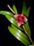 Dendrobium_sp_ED_DSCN4116.JPG (560011 bytes)
