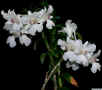 Dendrobium_surigaenseED_ESCN4636.jpg (384464 bytes)