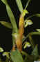 Dendrobium_viridiflorumAS_MG_1272.JPG (97527 bytes)