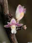 dendrobium_aloifolium_as_MG_1052.jpg (90449 bytes)