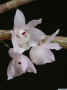 dendrobium_linguella_as_MG_4977.jpg (79173 bytes)