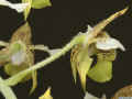 dendrobium_macrophyllum_as_MG_1609.jpg (101549 bytes)
