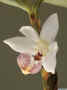 dendrobium_spurium_as_MG_5088.jpg (79035 bytes)