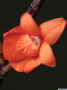 dendrobium_subclausum_as_MG_2572.jpg (94899 bytes)