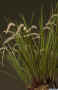 Dendrochilum_graminifoliumAS_MG_3519.jpg (157998 bytes)