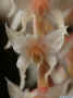 Dendrochilum_graminifoliumAS_MG_3535.jpg (75146 bytes)