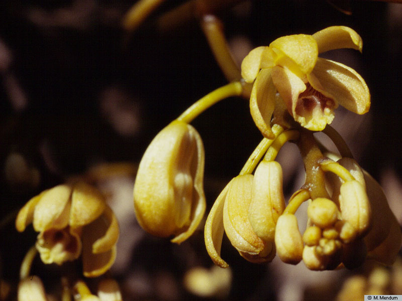erythrorchis-altissima-blume-blume-in-situ-the-philippines