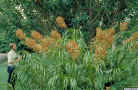 Grammatophyllum_speciosumAS_SBG.jpg (229938 bytes)
