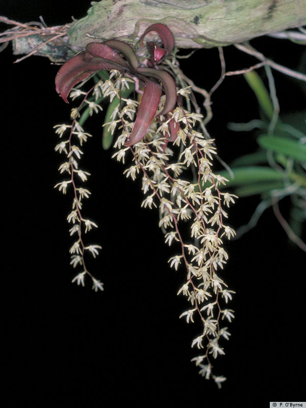 Distribution New Guinea, Solomon Islands, Vanuatu, east to New Caledonia