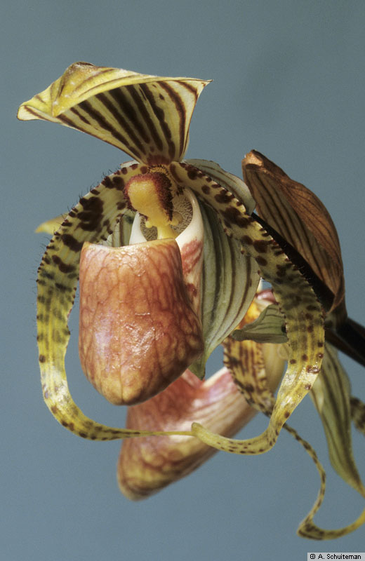 paphiopedilum-supardii-braem-u-loeb-section-coryopedilum-cultivated-at