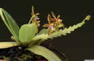 Phalaenopsis_cornucerviAS_MG_1147.JPG (95481 bytes)