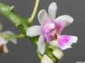 Phalaenopsis_deliciosaAS_IMG_0356.JPG (95636 bytes)