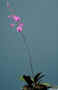 Phalaenopsis_pulcherrimaAS_98-1167.jpg (64152 bytes)