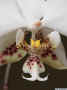 Phalaenopsis_stuartianaAS_MG_3505.jpg (71387 bytes)