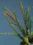 Podochilus_lucescensAS_981284.jpg (122463 bytes)