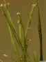 Podochilus_scalpelliformisAS_MG_0909.JPG (81355 bytes)