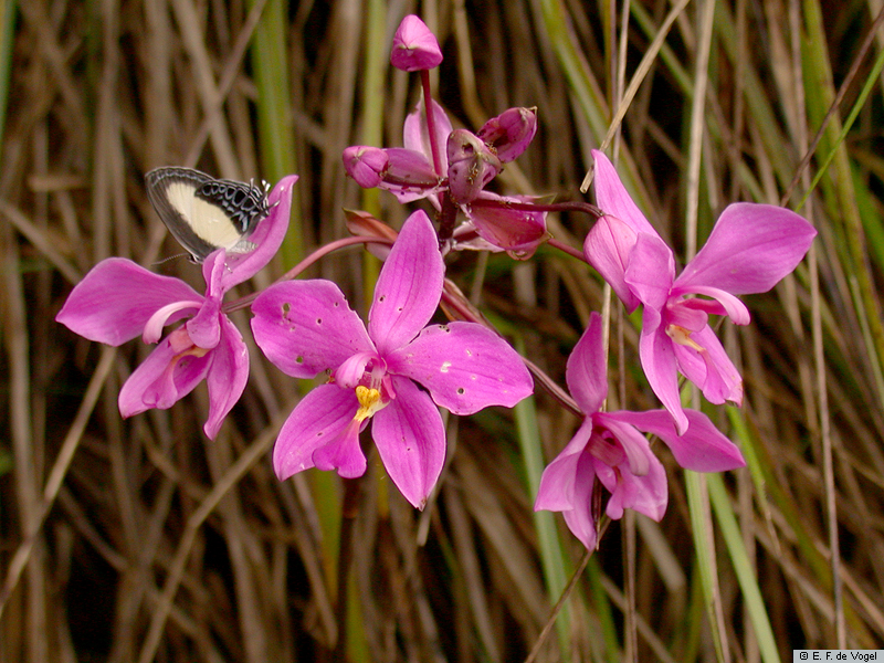 spathoglottis-aurea-lindl-cultivated-at-the-hortus-botanicus-leiden
