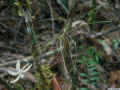 Taeniophyllum_fragransAS_1616.jpg (118289 bytes)