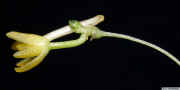 Taeniophyllum_spED_ESCN5491.jpg (309828 bytes)