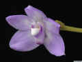 Thrixspermum_amplexicaule_AS_MG_5431.jpg (84980 bytes)