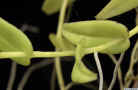 Thrixspermum_amplexicaule_AS_MG_5433.jpg (78103 bytes)