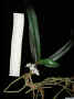 Tuberolabium_candidumPO_IMG0097.jpg (113632 bytes)