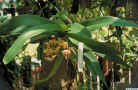 Vandopsis_giganteaPO_IMG0043.jpg (163899 bytes)
