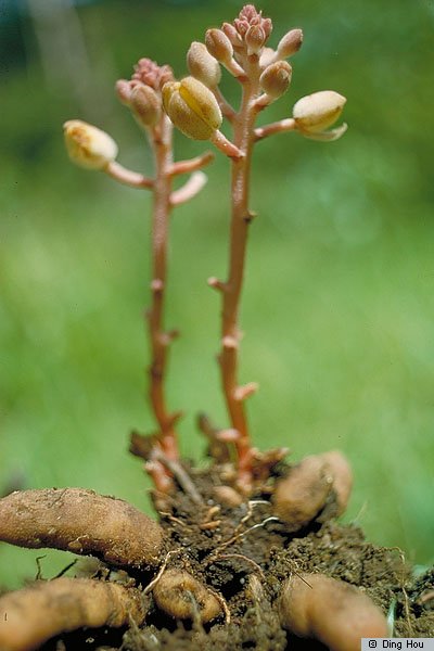 cyrtosia-javanica-blume