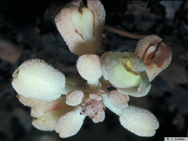 cyrtosia-javanica-blume