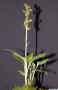 Goodyera_viridifloraED_DSCN3963.JPG (448021 bytes)