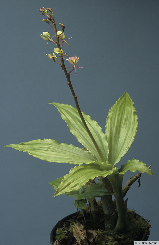 seidenfaden-g-1976-orchidgenera-in-thailand-iv-liparis-l-c-rich