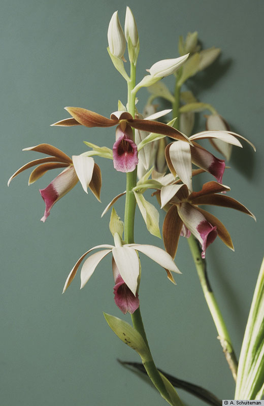 distribution-tropical-africa-madagascar-tropical-east-asia-malesia