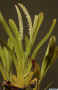 Phreatia_micranthaAS_MG_0735.JPG (125938 bytes)