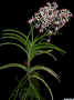 Vanda_lamellata_boxalliiED_ESCN4488.jpg (358284 bytes)