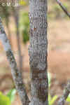Aporoctaocta-photo2.jpg (74951 bytes)